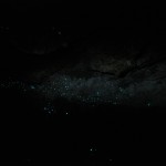 Glühwürmer in der Abbey Höhlen