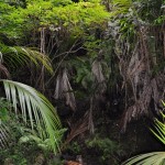 Wald beim Coromandel Walkway