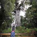 Grösster Kauri Baum