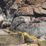 Robben etwas südlich vom Cape Foulwind