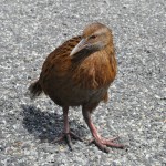 Kein Kiwi sondern ein Weka