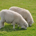 Schafe bei Slope Point