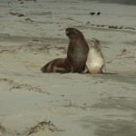 Surat Bay Seelöwen