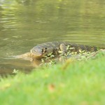 Komm bloss nicht aus dem Wasser, du Riesenechse! Lumphini-Park