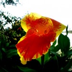 Wie diese Blume wohl heisst?