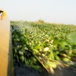 vorbei am schwimmenden Garten