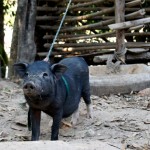 Hausschweinchen beim Bergvolk