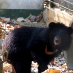Sunbear