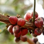 wir werden mal Kaffeebohnen