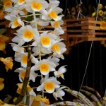 Orchideen in schönster Pracht