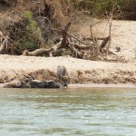 alle Kreaturen brauchen Abkühlung