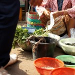 Geckos zum Verkaufen