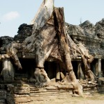 Würgefeige (der Name passt recht gut, finden wir)