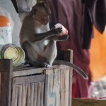 Affenbande macht Radau in der Openair-Klosterküche