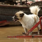 Der Hund darf nicht fehlen