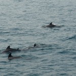 Delfin-Familie ganz nah bei uns