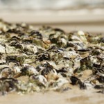 was das Meer alles zutage bringt Nr. 2