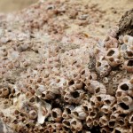 was das Meer alles zutage bringt