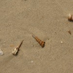 Welche ist die schönste?