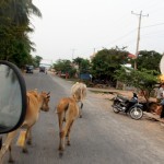 Kühe haben immer Vortritt
