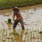 unglaublich, wie schnell sie den Reis eingepflanzt hat!