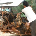 Tiertransport auf kambodschanisch