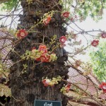 Die Blüten wachsen ihm direkt aus der Rinde