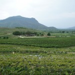 Hua Hin Hills Vineyard