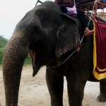 Der Elefant hat sichtlich Spass :-)