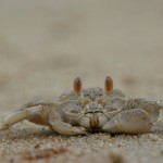 Hallo Meeresbewohner!