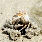 da steckt einer den Po in den Sand