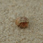 schaut mal die lustigen Äuglein