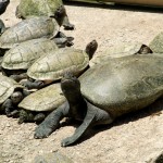Tempel-Turtles
