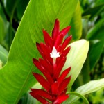 wir haben die Schweizer Nationalblüte entdeckt!