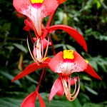 Wir bräuchten dringend ein Pflanzen-Bestimmungsbuch!