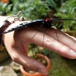 Roli zähmt den Schmetterling