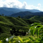 Teeplantage Cameron Highlands
