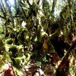 mossy jungle