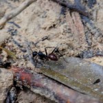 Riesen-Ameise Taman Negara