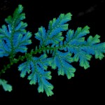 Blaues Dschungelfarn