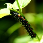 vor der Metamorphose