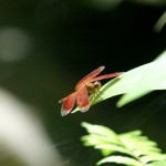 im Schmetterlingspark