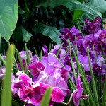 im Orchideengarten