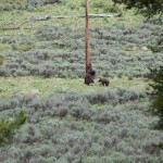 Ein Schwarzbär mit drei Jungen kratzt sich...