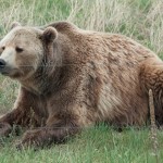 Michi der Grizzly ;)