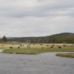 Bison Herde beim Westeingang