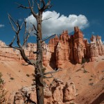 Bryce Canyon "Zwirbelbaum"