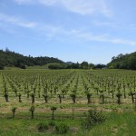 Weinreben im Nappa Valley