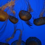 Quallen im Monterey Bay Aquarium