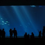 Monterey Bay Aquarium